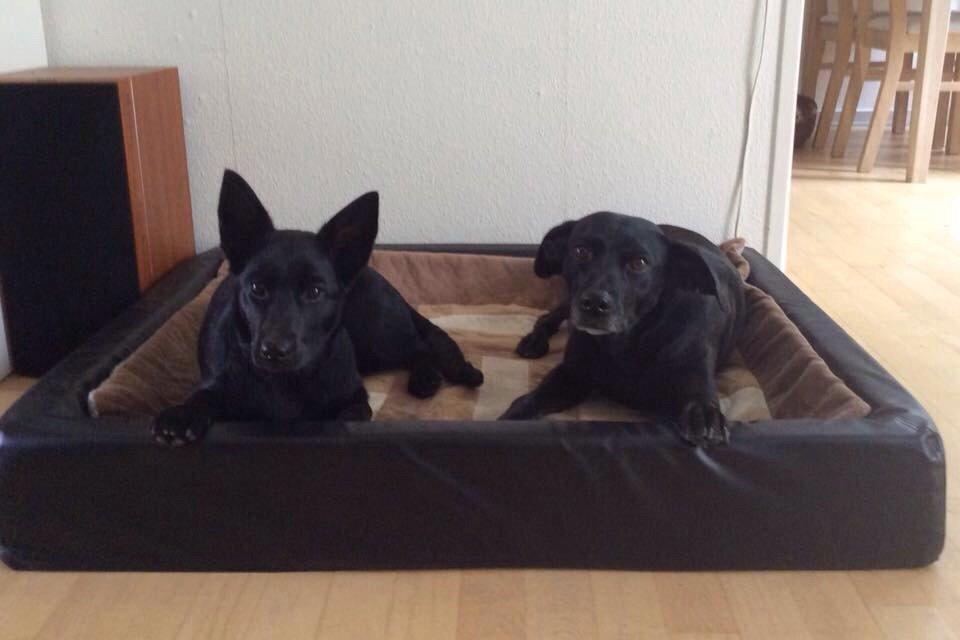 Australsk kelpie Asti - RIP November 2024 billede 31