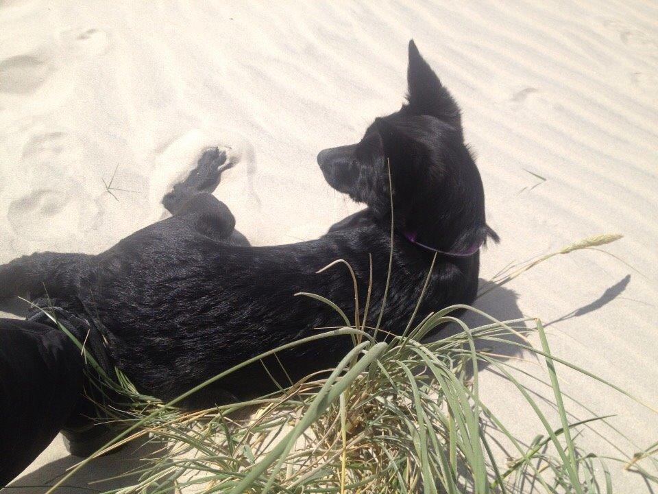 Australsk kelpie Asti - RIP November 2024 billede 32