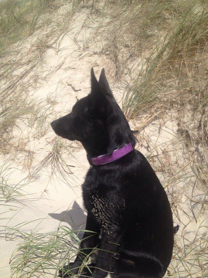 Australsk kelpie Asti - RIP November 2024 billede 33