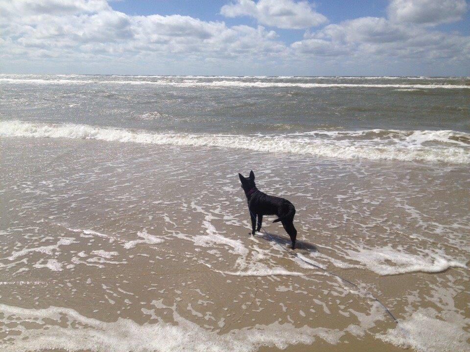 Australsk kelpie Asti - RIP November 2024 billede 34