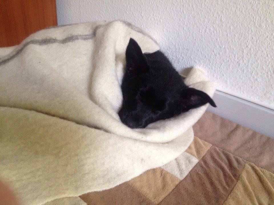 Australsk kelpie Asti - RIP November 2024 billede 36