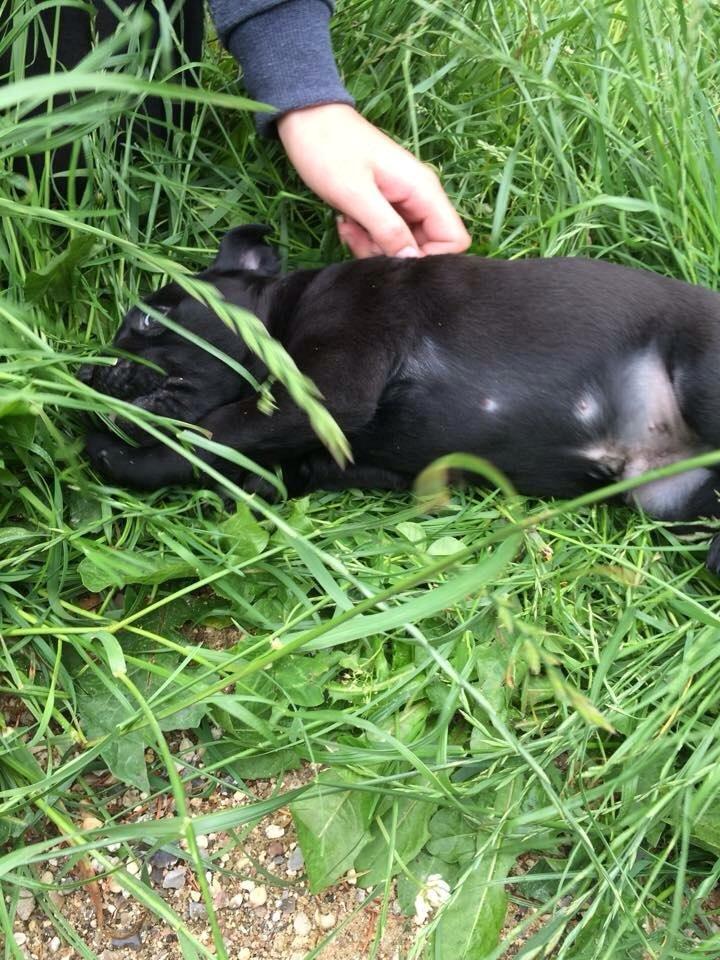 Labrador retriever Kato billede 1