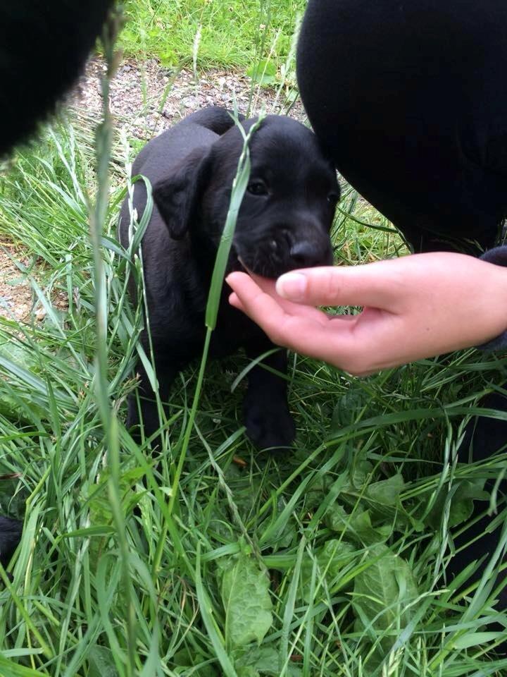 Labrador retriever Kato billede 2
