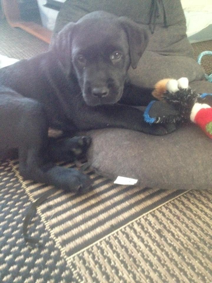 Labrador retriever Kato billede 3