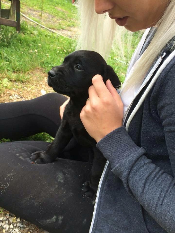 Labrador retriever Kato billede 4