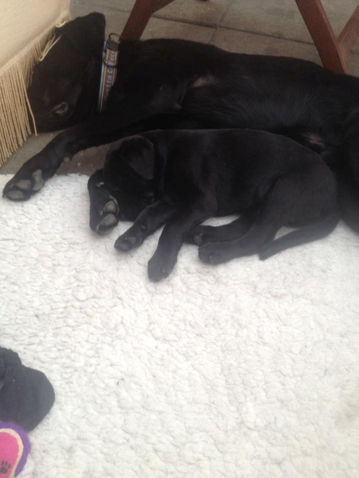 Labrador retriever Kato billede 5