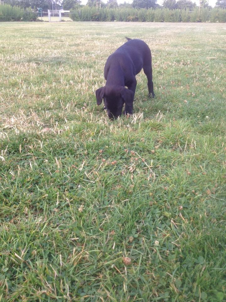 Labrador retriever Kato billede 6