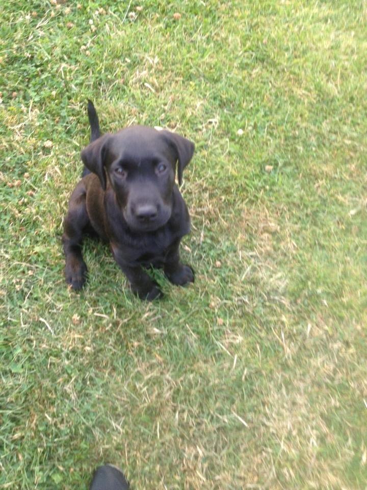 Labrador retriever Kato billede 7