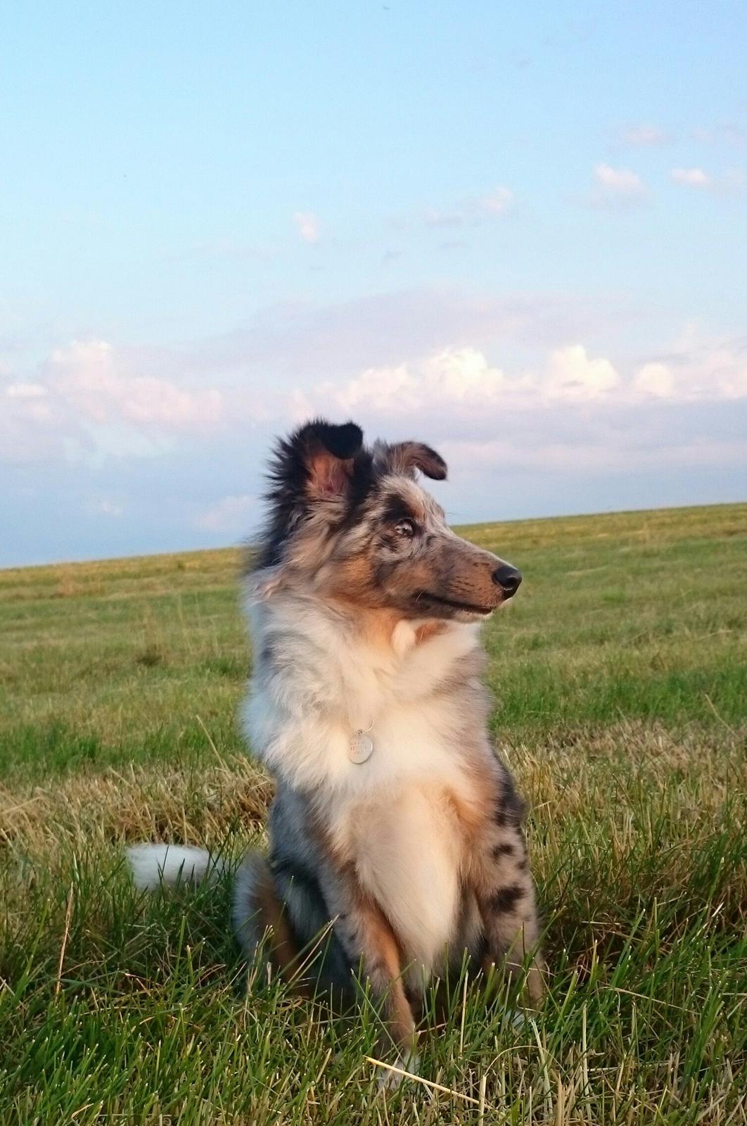 Shetland sheepdog Catalba's Kenya  billede 2
