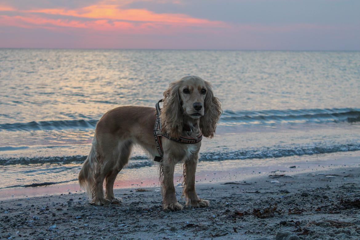 Cocker spaniel Cocio  billede 1