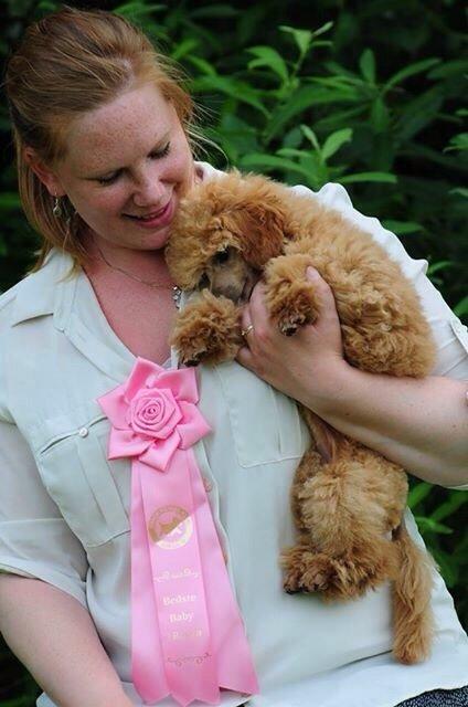 Dværgpuddel Kimmy billede 1