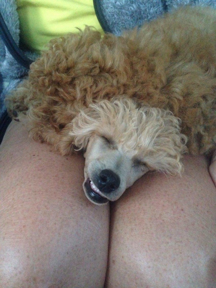 Dværgpuddel Kimmy billede 2