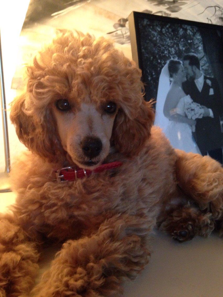 Dværgpuddel Kimmy billede 3