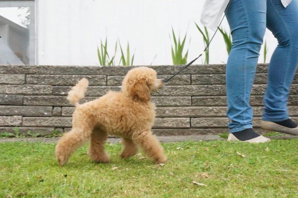 Dværgpuddel Kimmy billede 4