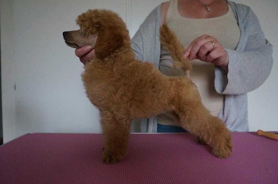 Dværgpuddel Kimmy billede 5