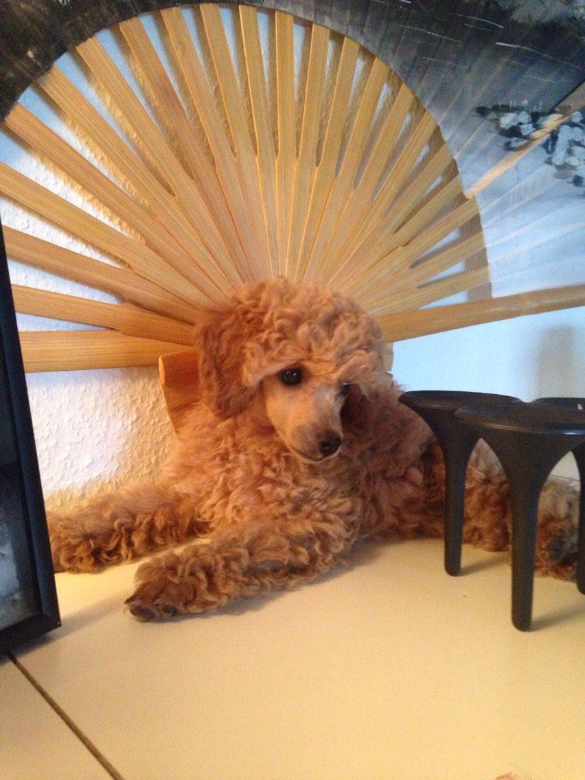 Dværgpuddel Kimmy billede 6