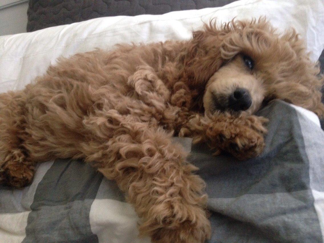 Dværgpuddel Kimmy billede 7