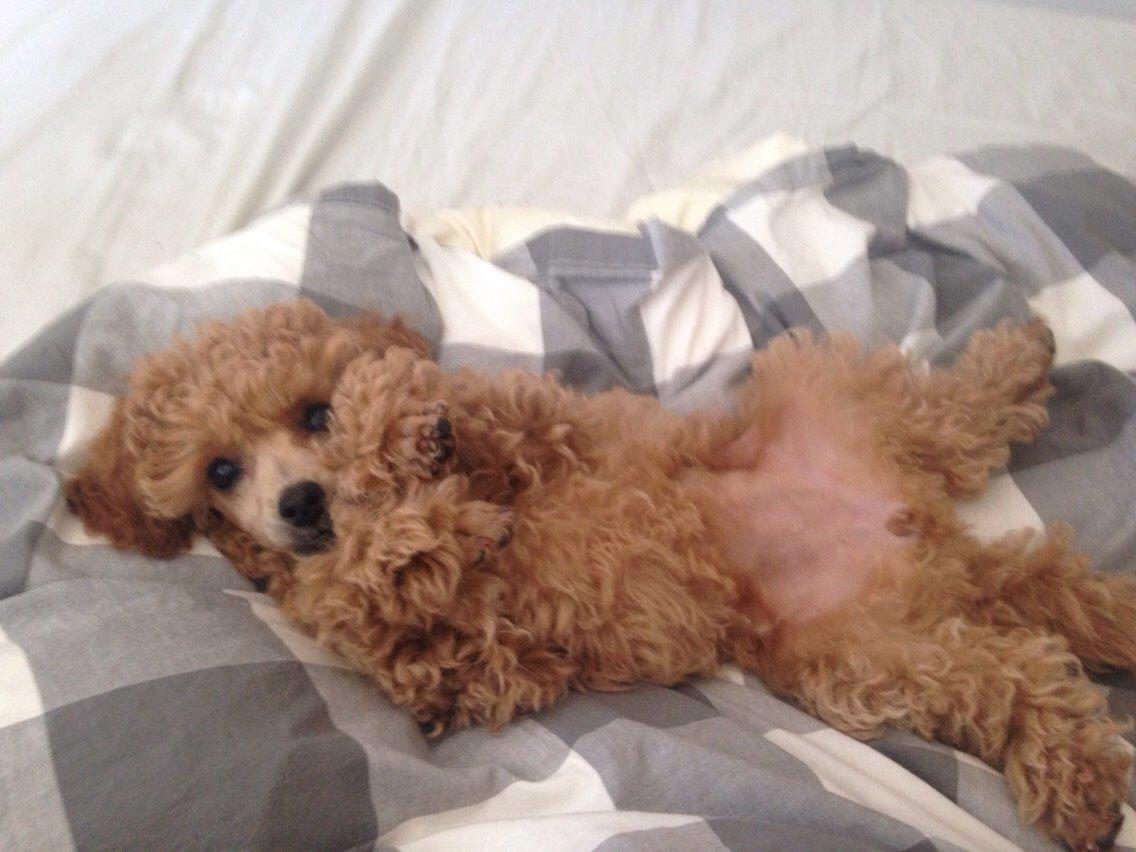 Dværgpuddel Kimmy billede 8