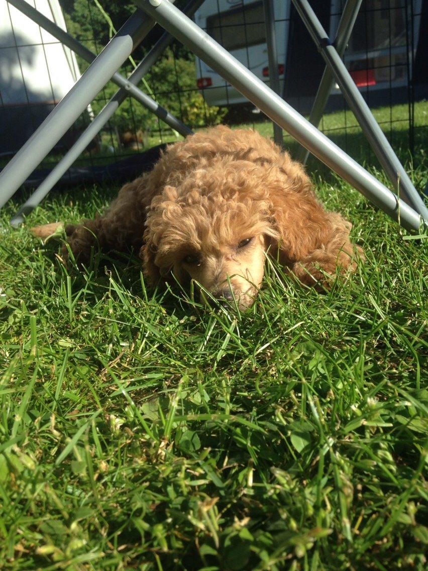 Dværgpuddel Kimmy billede 9