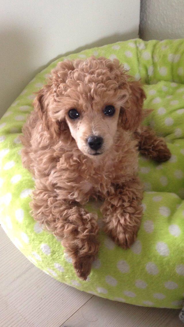 Dværgpuddel Kimmy billede 10