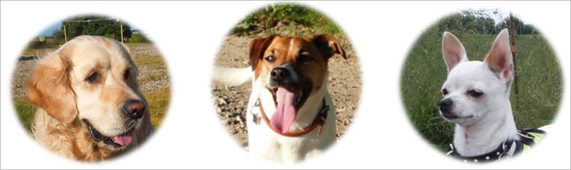 Dansk svensk gaardhund Otto - Alle vores dejlige hunde billede 42