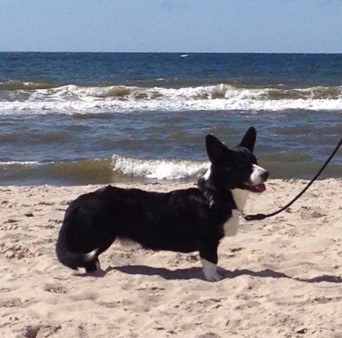 Welsh corgi cardigan Harley billede 9