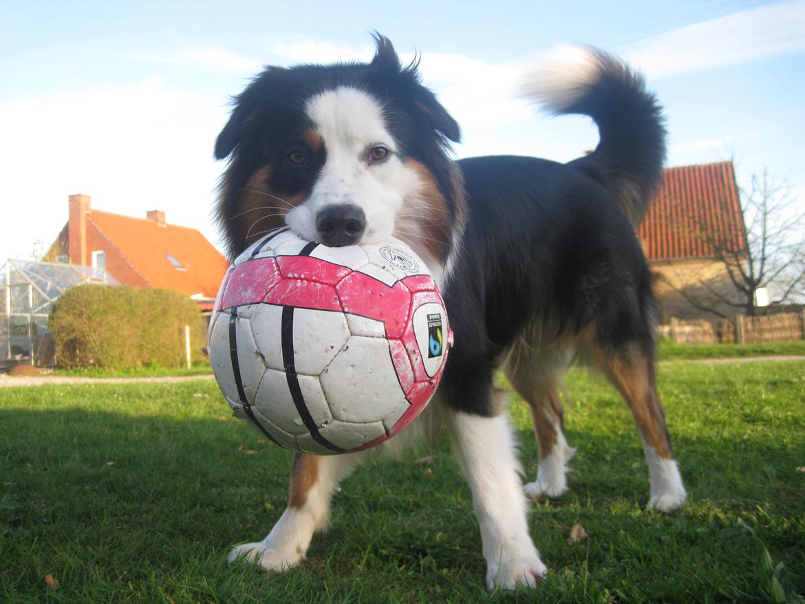 Australian shepherd Godrumgaard's Theo - Han er legesyg. <3 billede 15