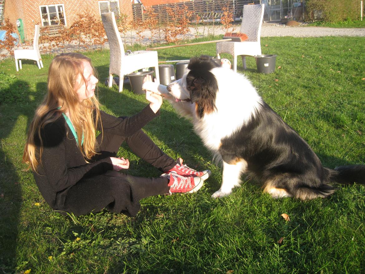 Australian shepherd Godrumgaard's Theo - Best Friends. <3 billede 8