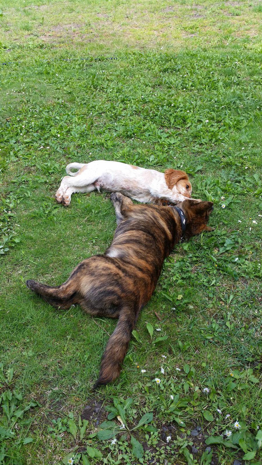 Kai Haru - det er så dejligt med en der vil læge :-D billede 9