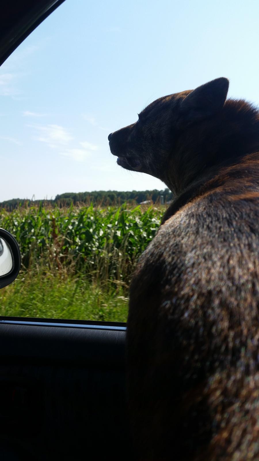 Kai Haru - lidt lidt til hovedet er osse godt billede 10