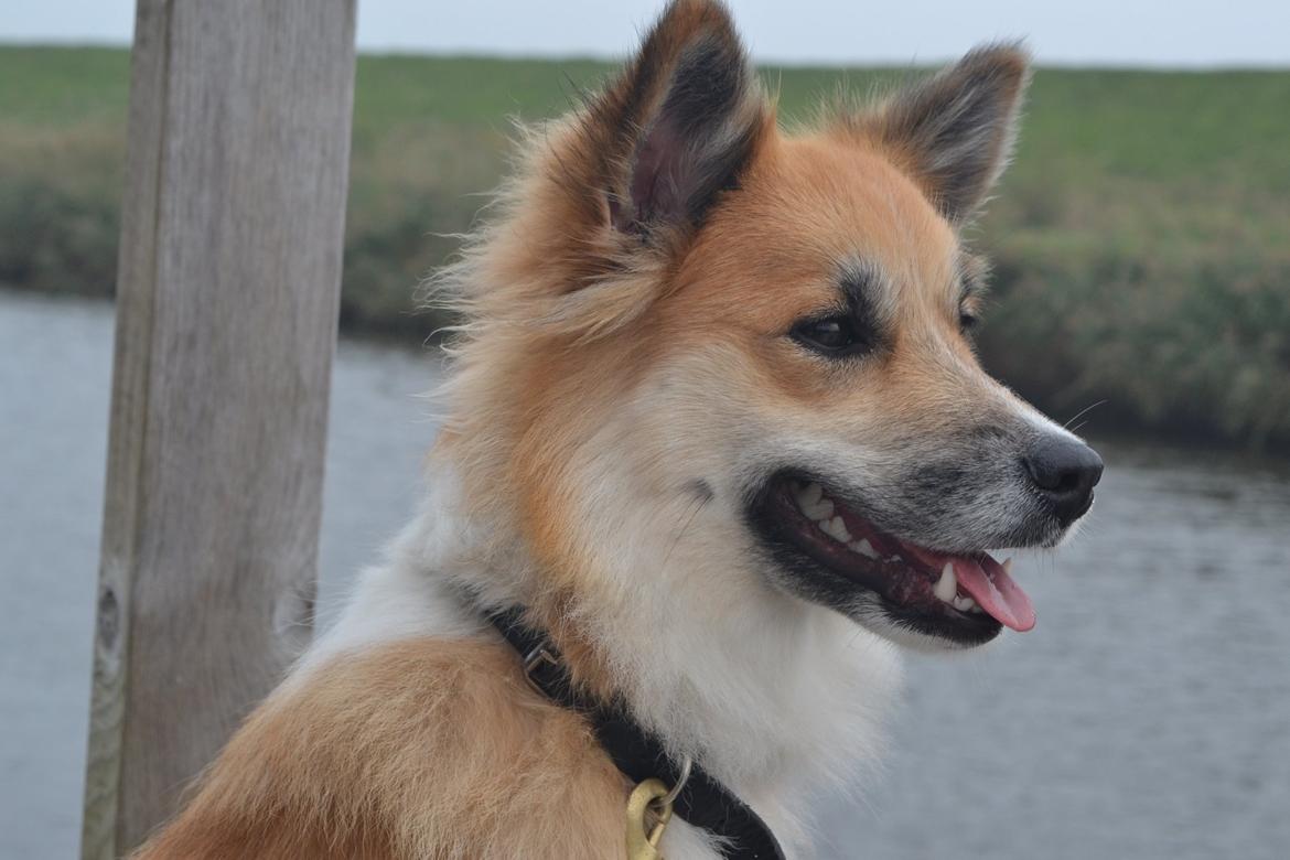 Islandsk fårehund Freya billede 2