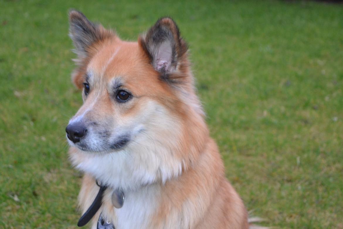 Islandsk fårehund Freya billede 3