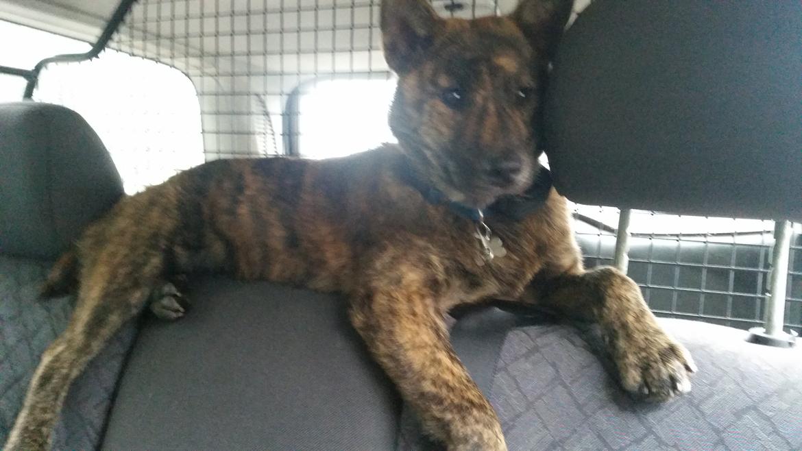 Kai Haru - den bedste plads i bilen😂 billede 11