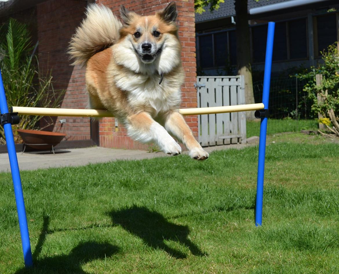 Islandsk fårehund Freya billede 4
