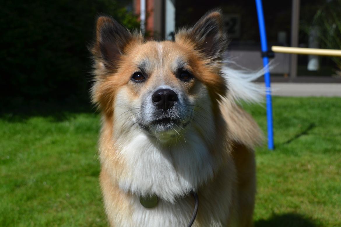Islandsk fårehund Freya billede 1
