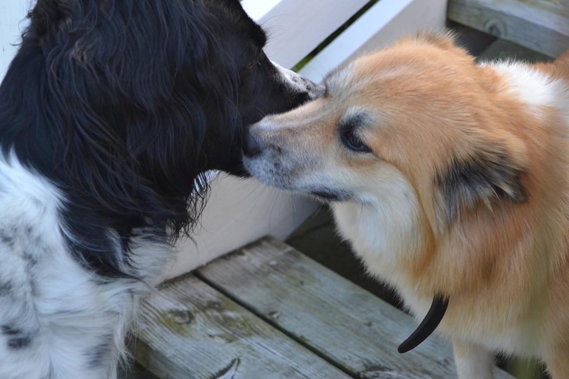Islandsk fårehund Freya billede 5
