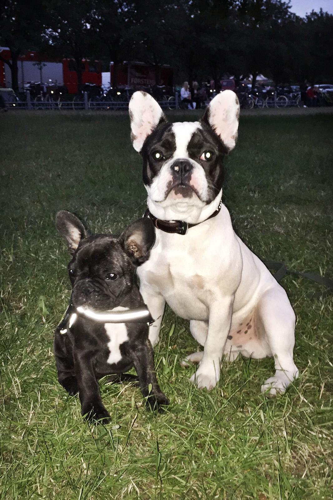 Fransk bulldog Bullys Lord Oscar - 7 måneder billede 8