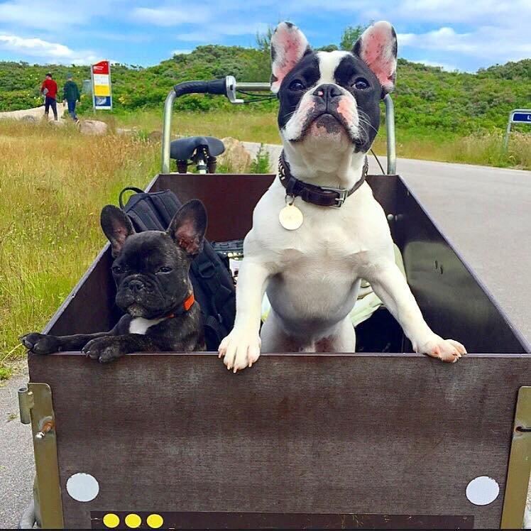 Fransk bulldog Bullys Lord Oscar - Oscar og hans bedste ven Kovo billede 9