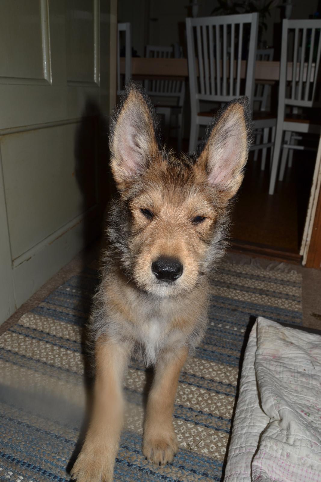 Picard Harald (Atengaflu`s Ejner-Äbwy billede 3