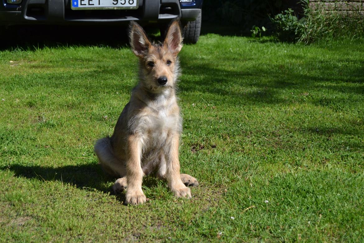 Picard Harald (Atengaflu`s Ejner-Äbwy billede 2