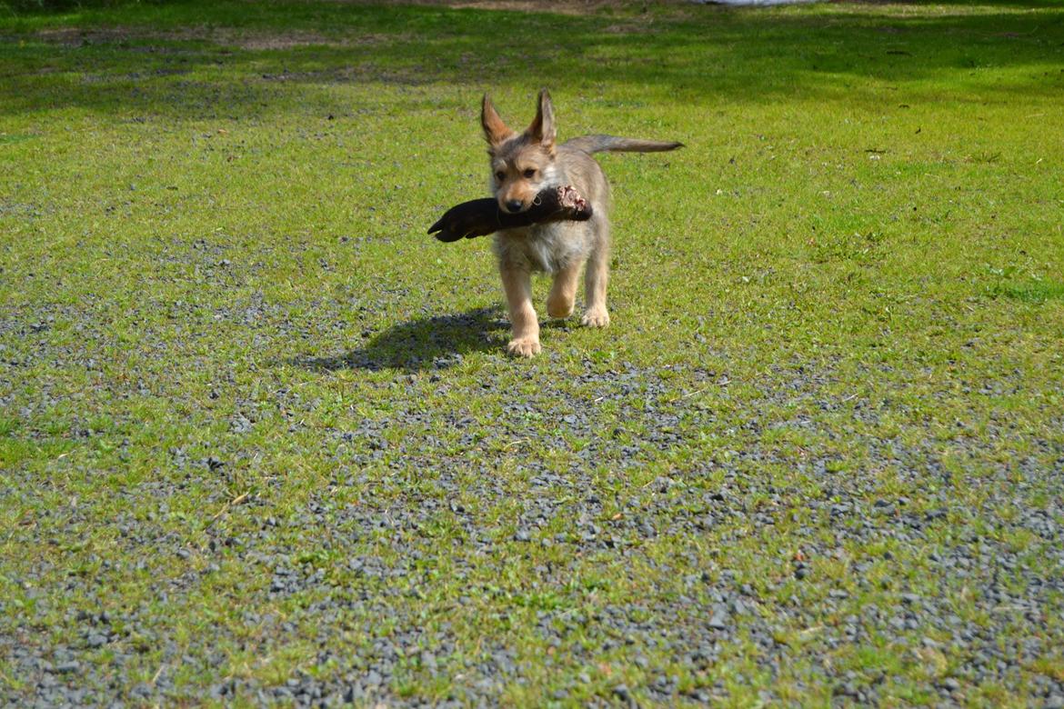 Picard Harald (Atengaflu`s Ejner-Äbwy billede 4