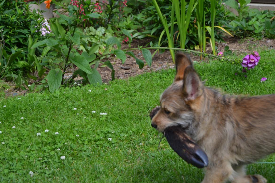 Picard Harald (Atengaflu`s Ejner-Äbwy billede 5