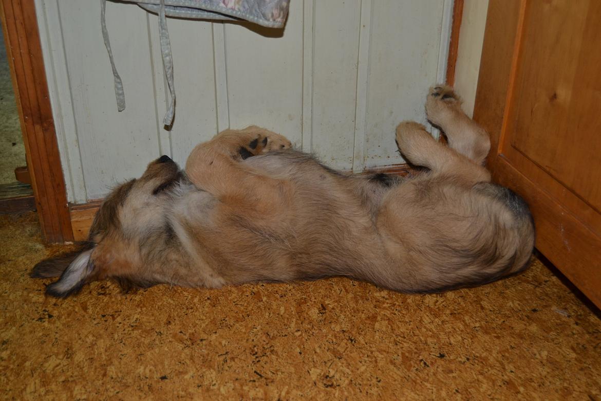 Picard Harald (Atengaflu`s Ejner-Äbwy billede 6