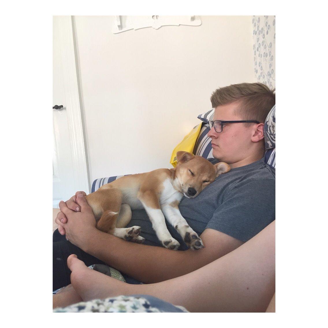 Blanding af racer Kenzo billede 34