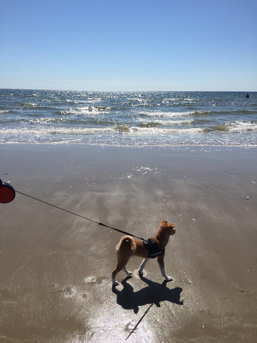 Blanding af racer Kenzo billede 32