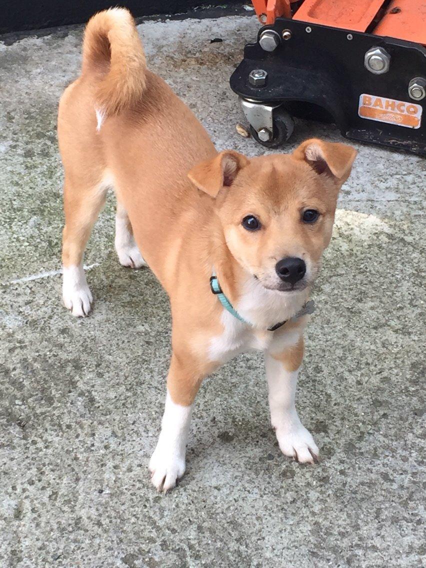 Blanding af racer Kenzo billede 36