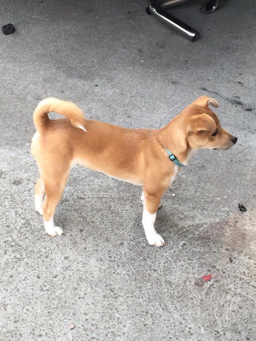 Blanding af racer Kenzo billede 37