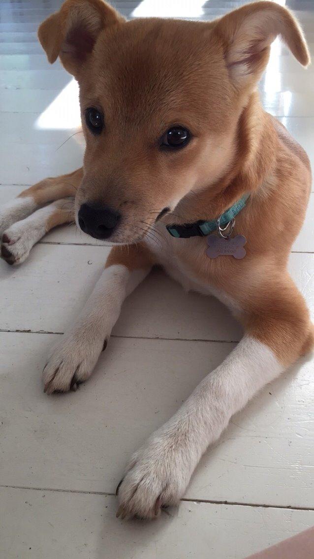 Blanding af racer Kenzo billede 38