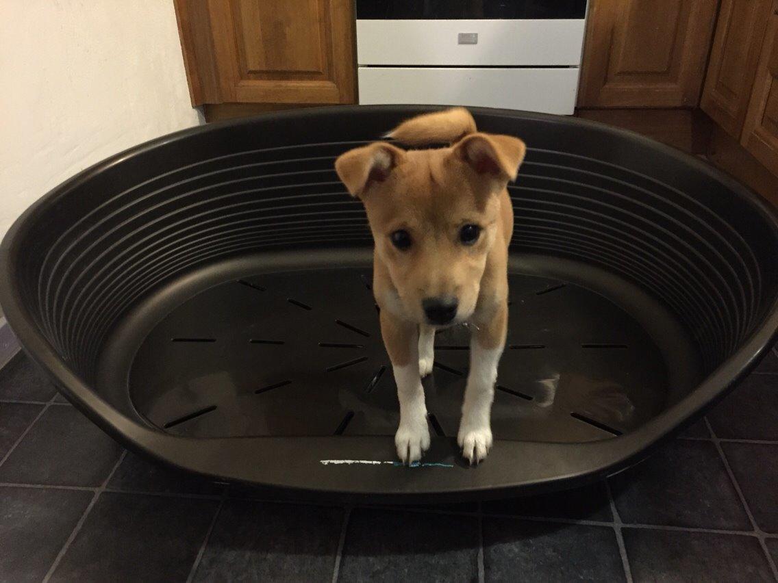 Blanding af racer Kenzo billede 39