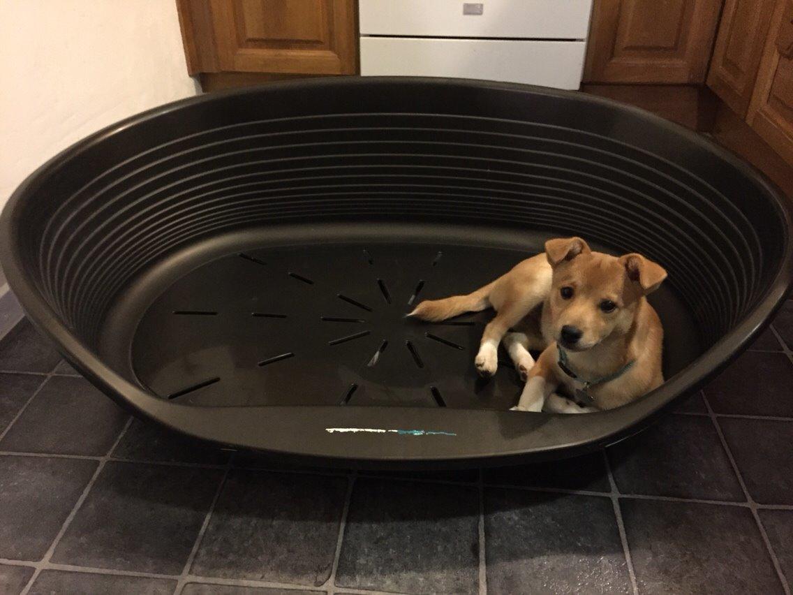 Blanding af racer Kenzo billede 40